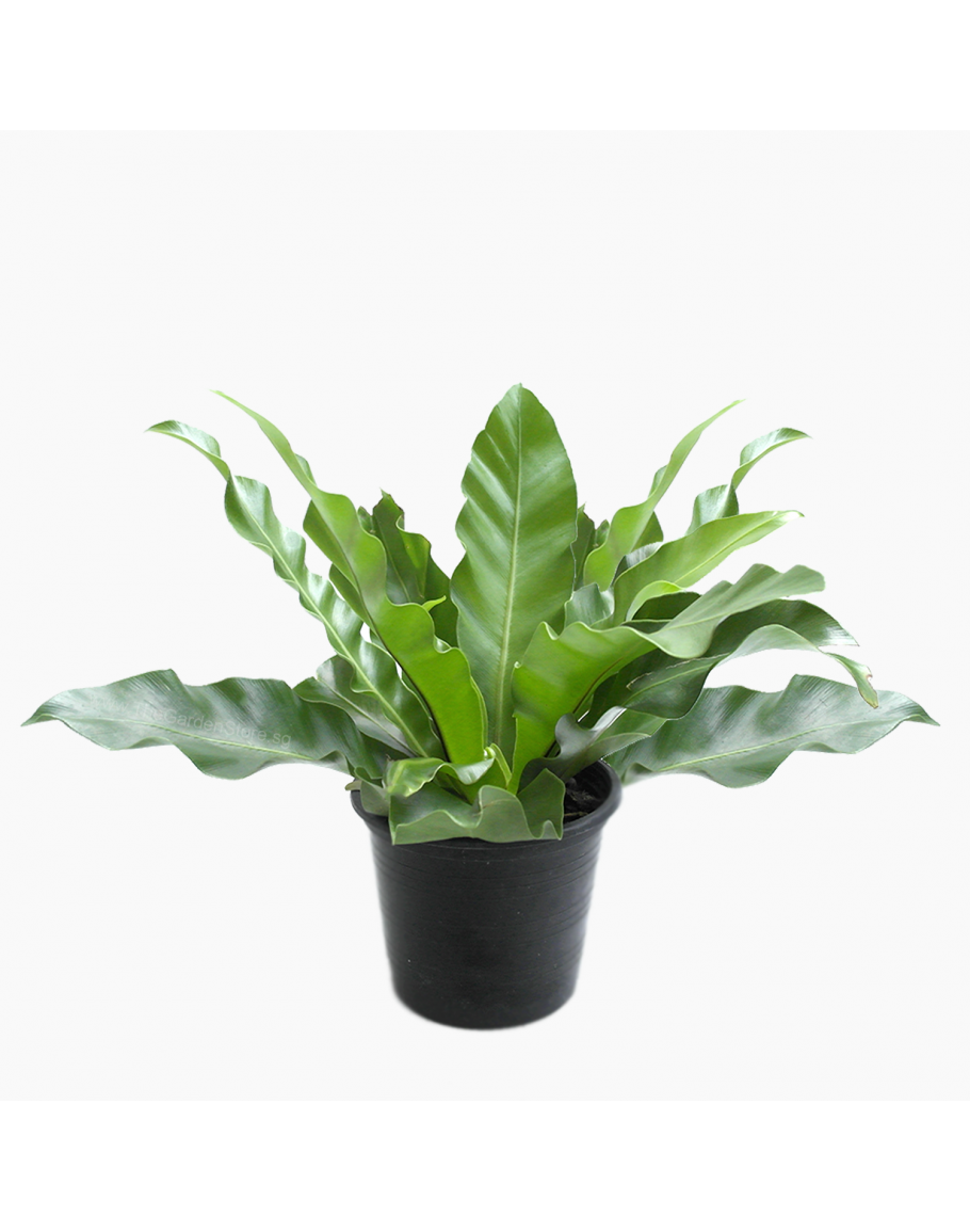 Asplenium Nidus Birds Nest Fern 